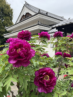ぼたんの花令和5年4月14日撮影