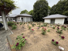 ぼたんの花令和5年4月14日撮影