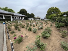 ぼたんの花令和5年4月14日撮影