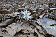 節分草