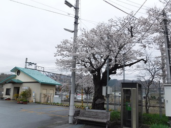 甲斐岩間駅­のさくら