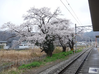 甲斐岩間駅­のさくら