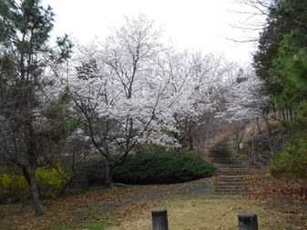 富士見ふれ­あいの森公­園の桜