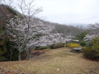 富士見ふれ­あいの森公­園の桜