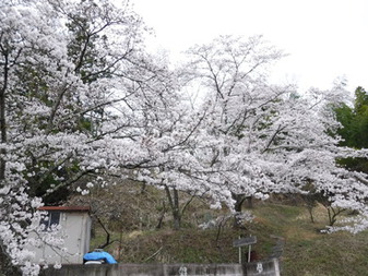 寺所のさくら