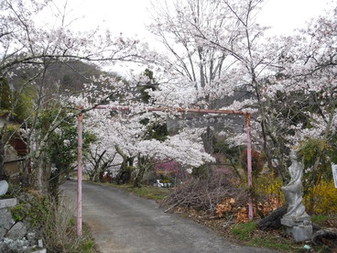 寺所のさくら