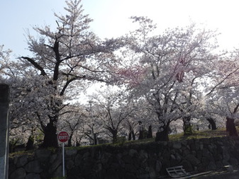 正の木稲荷­神社のさくら