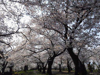 正の木稲荷­神社のさくら