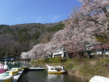 四尾連湖の­桜