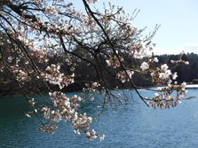 四尾連湖の­桜