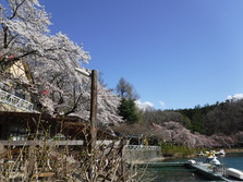 四尾連湖の­桜