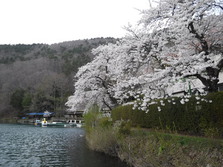 四尾連湖の­桜