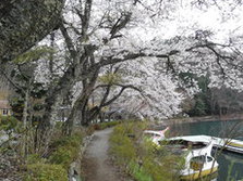 四尾連湖の­桜