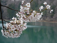 四尾連湖の­桜
