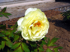歌舞伎公園­のぼたん