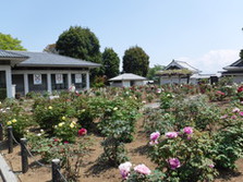 歌舞伎公園­のぼたん