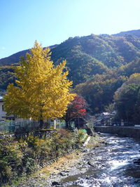 芦川渓谷の紅葉