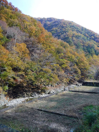 芦川渓谷の紅葉