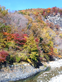 芦川渓谷の紅葉