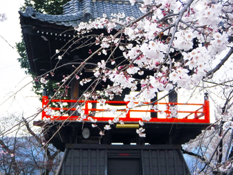 宝寿院のしだれ桜