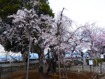 宝寿院のしだれ桜