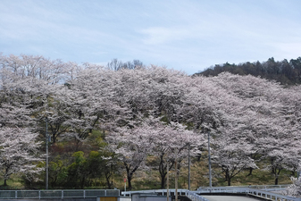 桜の園のさ­くら
