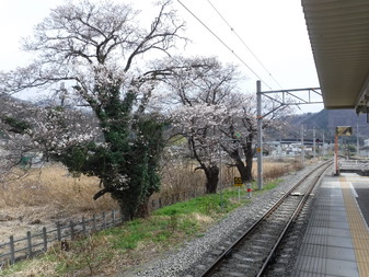 甲斐岩間駅­のさくら