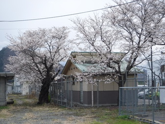 甲斐岩間駅­のさくら