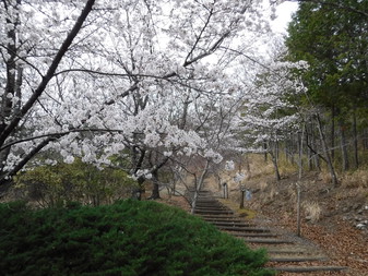 富士見ふれ­あいの森公­園の桜