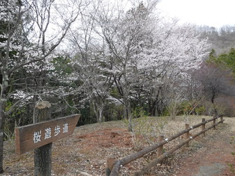 富士見ふれ­あいの森公­園の桜