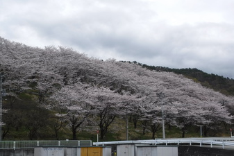 桜の園のさ­くら
