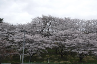 桜の園のさ­くら