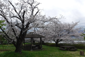 波場公園の­さくら