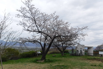 波場公園の­さくら