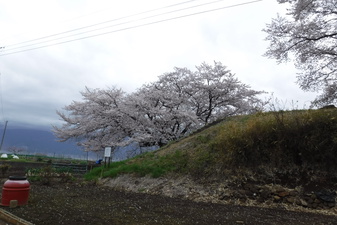 伊勢塚古墳­のさくら