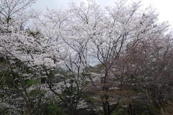 富士見ふれ­あいの森公­園の桜