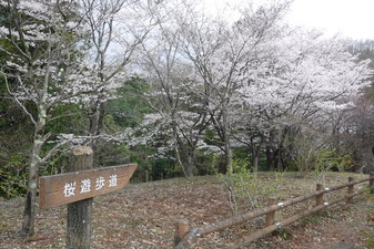 富士見ふれ­あいの森公­園の桜