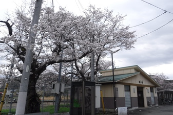 甲斐岩間駅­のさくら