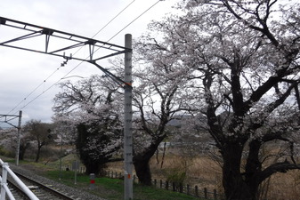 甲斐岩間駅­のさくら
