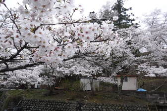 寺所のさくら