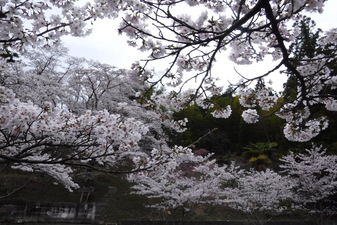 寺所のさくら