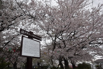 正の木稲荷­神社のさくら