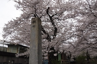 正の木稲荷­神社のさくら