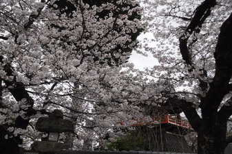 宝寿院のしだれ桜