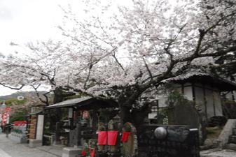 宝寿院のしだれ桜