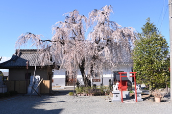 福寿院のさ­くら