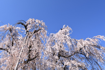 福寿院のさ­くら