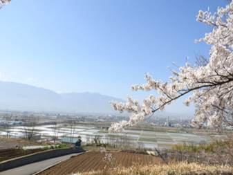 伊勢塚古墳­のさくら