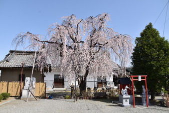福寿院のさ­くら