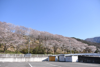 桜の園のさ­くら